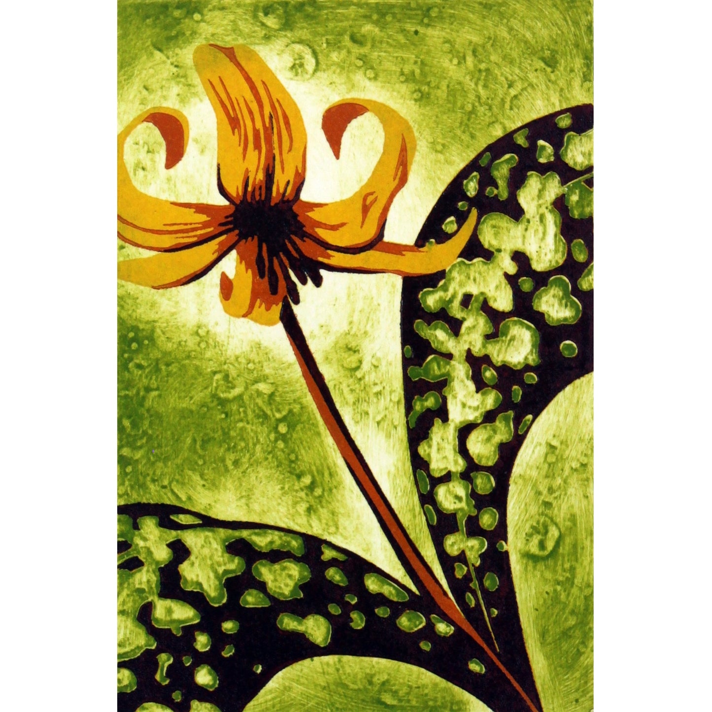 Trout Lily (ONLY 2 LEFT!)