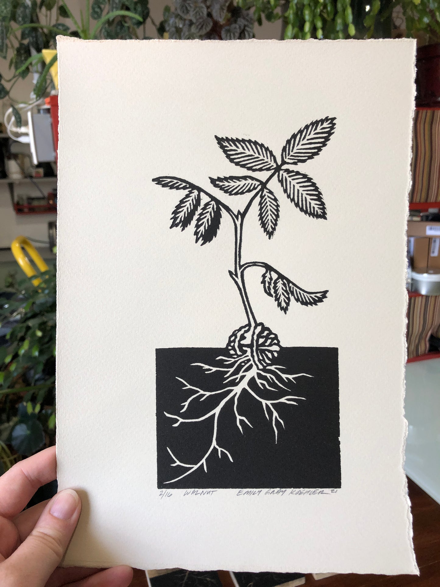 Walnut