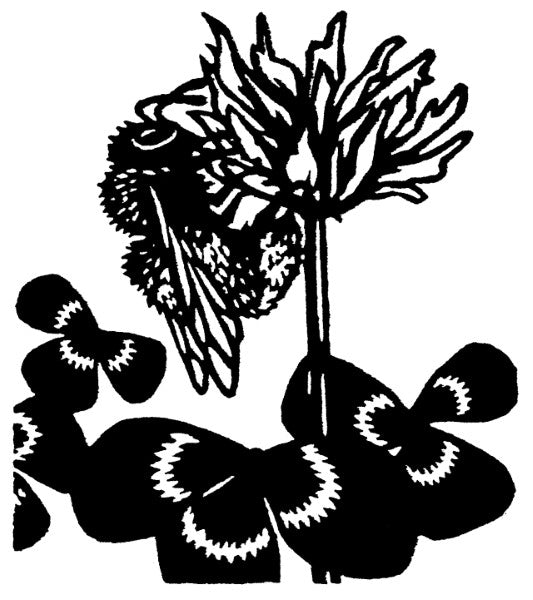 Bee Cards (4 Pack)
