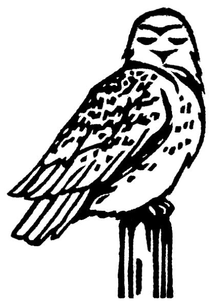 Bird Cards (4 Pack)