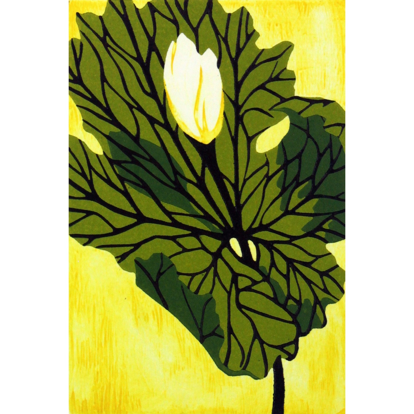 Bloodroot