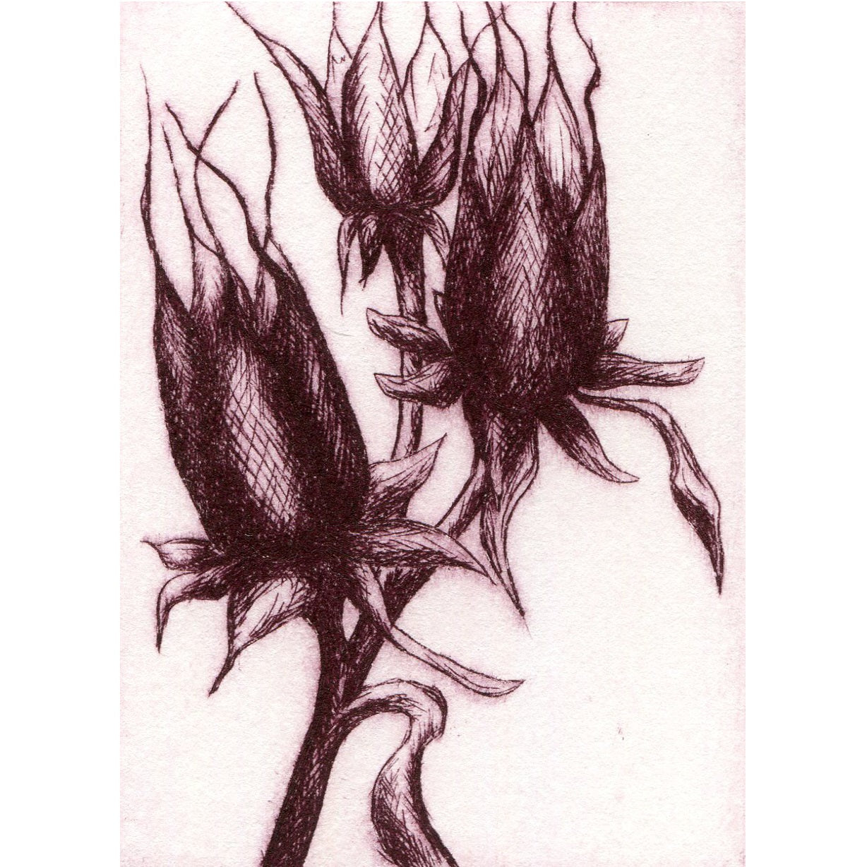 Columbine