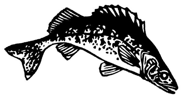 Fish Cards (4 Pack)