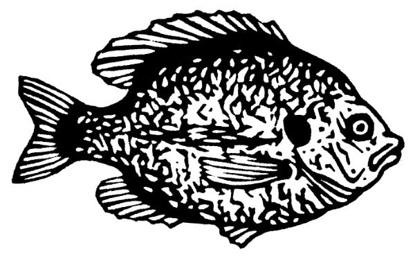 Fish Cards (4 Pack)