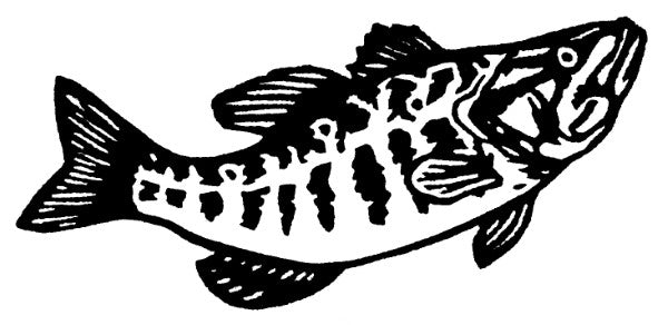 Fish Cards (4 Pack)