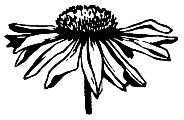 Garden Cards (4 Pack)