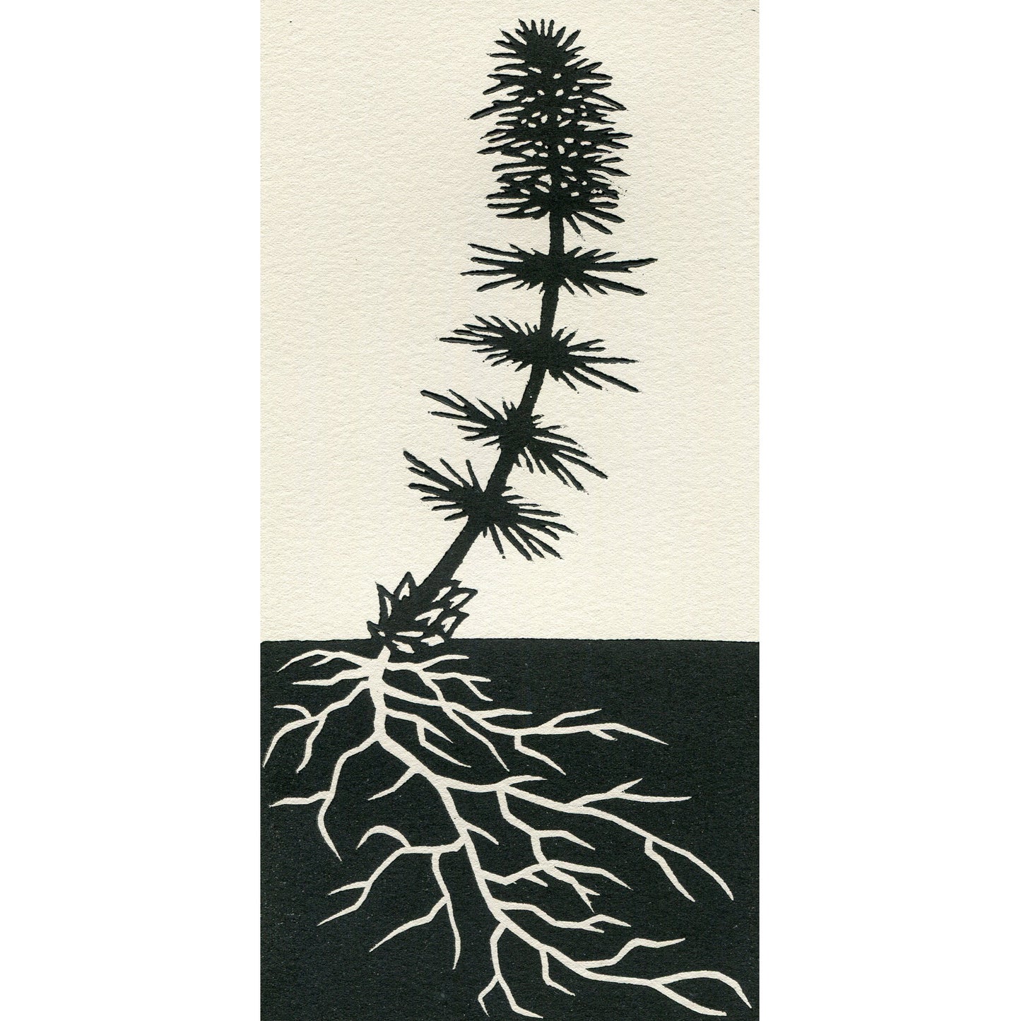 Tamarack
