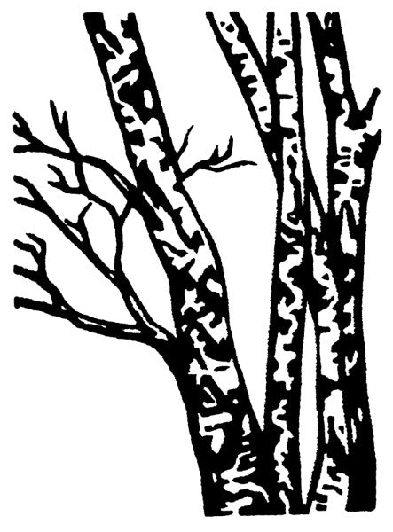 Woodland Cards (4 Pack)